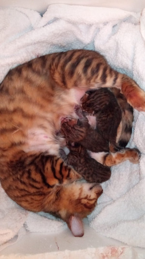 Cuccioli
